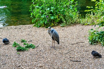 Closeup shot of a Grey Heron (Ardea cinerea)