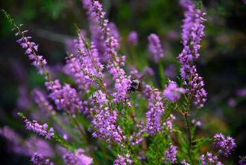 purple heather at the edge of the forest where a bee is sitting on a sunny summer day