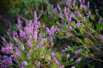purple heather at the edge of the forest where a bee is sitting on a sunny summer day