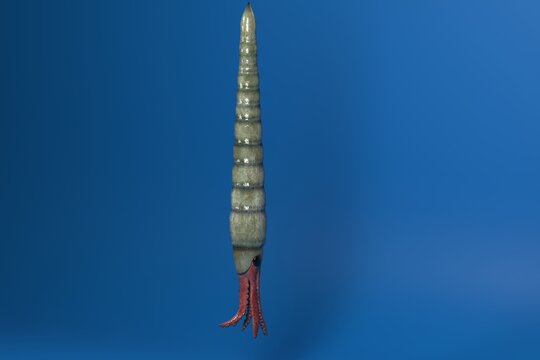 Endoceras is an extinct genus of large, straight shelled cephalopods from the Middle and Upper Ordovician that gives its name to the Nautiloid order Endocerida