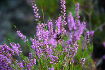 purple heather at the edge of the forest where a bee is sitting on a sunny summer day
