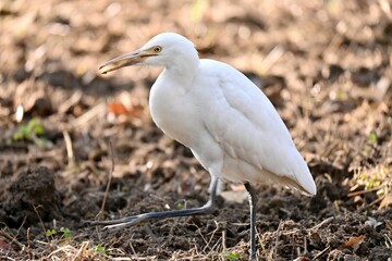 Closeup shot of a great egret (Ardea alba) standing on the grass