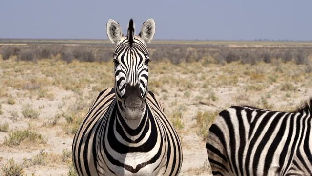 Close up shot of a zebra with her foal in Etosha National Park, Namibia, Africa. 