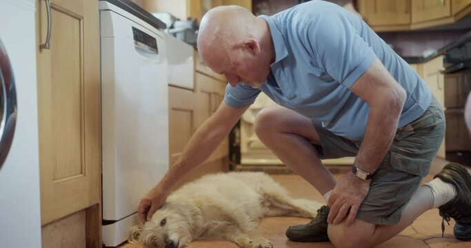 MS Senior man stroking dog lying on floor in kitchen / East Sussex, UK
