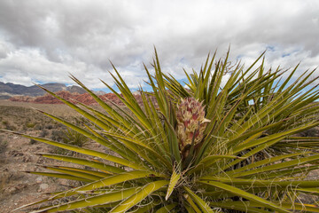 Naklejka na ściany i meble Mojave Yucca plant at Red Rock Canyon in Las Vegas, Nevada