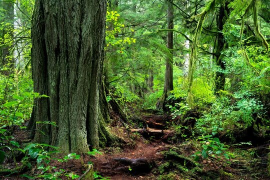 Western red cedar in a forest near Port Renfrew, BC, Canada