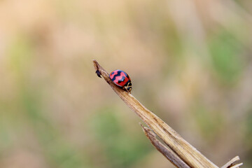 ladybug on a blade of grass