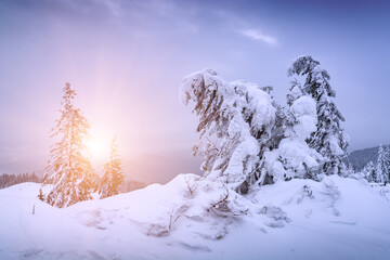 Fairytale winter in a Carpathian mountains - 525659718