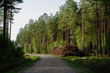 winding dirt road with a pine forest on the edge where wood chips are placed on a sunny day