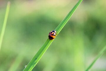 ladybug on grass