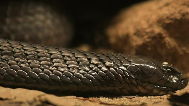 Black spitting cobra Naja sputatrix. High quality FullHD footage