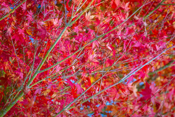 Canadian Maple leaves at golden Autumn landscape in Gramado, Brazil