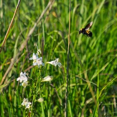 Bumble bee pollinating foxglove flowers in the green field © Matthew Fowler/Wirestock Creators