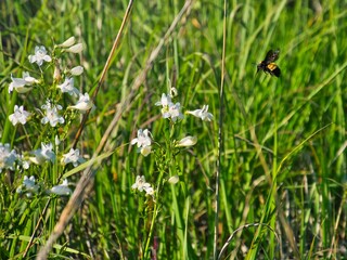Bumble bee pollinating foxglove flowers in the green field © Matthew Fowler/Wirestock Creators