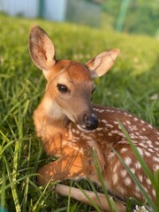 deer in the woods