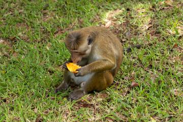 Monkeys of Sri Lanka. Gangs of monkeys terrorizing the villages searching for food, destroying every thing they come across.