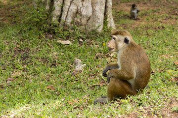 Monkeys of Sri Lanka. Gangs of monkeys terrorizing the villages searching for food, destroying every thing they come across.