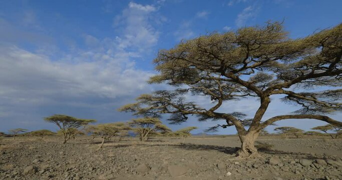 Climate change.drought.water crisis.Panning view of Acacia trees amongst the extrememly drought sticken landscape in Northern Kenya