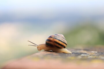 Selective focus of a burgundy snail on the stone surface with blurred background