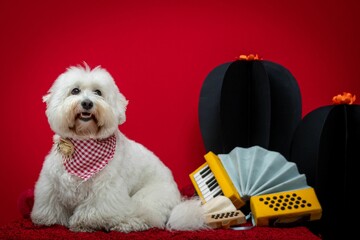 Cute white dog beside an accordion on red background