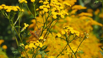 Argynnis adippe eating nectar on a tansy flower.