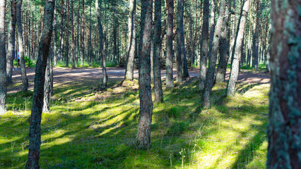 Fabulous dancing forest on green moss illuminated by rays of sunlight on the Curonian Spit, Kaliningrad region, Russia. Trunks of pine trees covered with moss in the forest or woods near of Baltic Sea