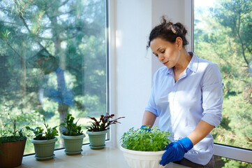 Beautiful Latin American woman wearing blue rubber gloves, lovely housewife takes care of houseplants and culinary herbs cultivated in veranda. Home gardening. Floriculture. Hobby and leisure activity
