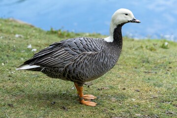 Close-up profile shot of an Emperor goose on the grass by the water