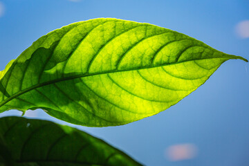 Nature background from green tropical leaf with detailed texture in Brazil