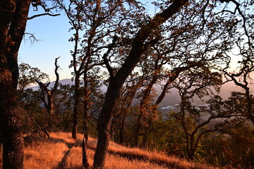 sunset in the forest