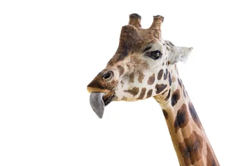 Gardinen Giraffe shows a long tongue. Funny giraffe isolated on white background. Close-up of a giraffe's head with its tongue hanging out. © SERSOLL