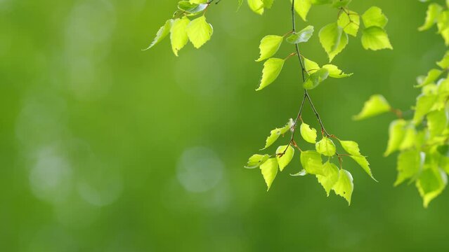 Slow motion spring birch leaves at sunny day. Macro footage of birch leaves fluttering on breeze. Shallow depth of field.