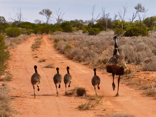 Emu family of 5 running away on red dirt road in Australian outback