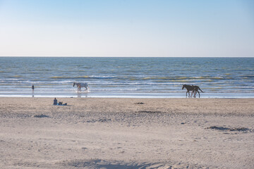 Fototapeta na wymiar beach and sea horse in the water