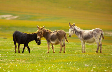 Donkey grazing on a green meadow. Herd of donkeys in the pasture, hardy animals in agriculture. Livestock in the mountains.