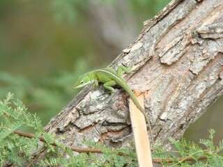lizard on tree