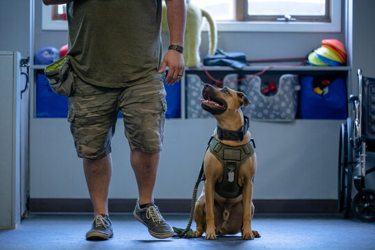 Marine veteran with service dog and family living life.