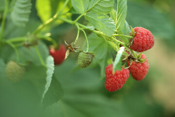 Raspberry bush with tasty ripe berries in garden, closeup