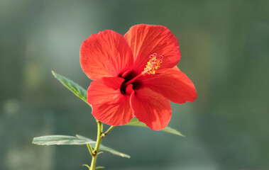 Hibiscus rosa-sinensis, known colloquially as Chinese hibiscus, China rose, Hawaiian hibiscus, rose mallow and shoeblack plant, is a species of tropical hibiscus, a flowering plant in the Hibisceae.