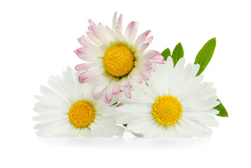 Beautiful daisy flowers and green leaves on white background