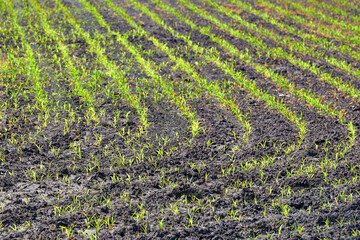 Growing sweet corn. Grow and plant corn concept. Corn gardening. Cornfield, young sprouts grow in rows. Rows of young small corn plants on farm field at summer time.