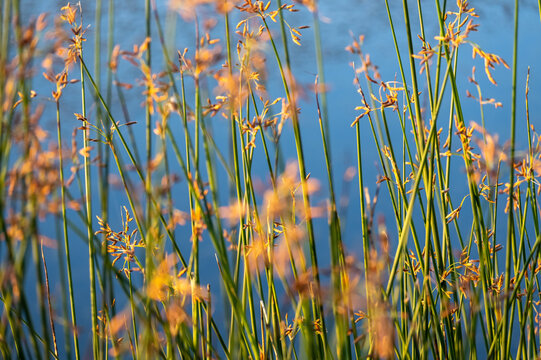 Hardstem bulrush ora Schoenoplectus Acutus plant. Selective focus. Reeds. Common Tule (Schoenoplectus lacustris), stand at a pond.