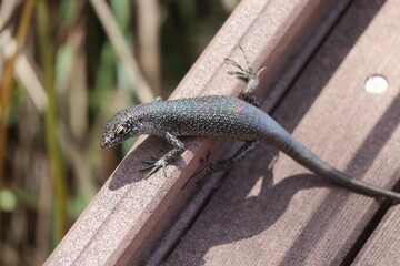 Mabuia lizard, Trachylepis atlantica, unique lizard from the island of Fernando de Noronha, on a wooden walkway.
