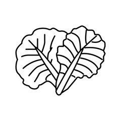 leaf cabbage line icon vector illustration