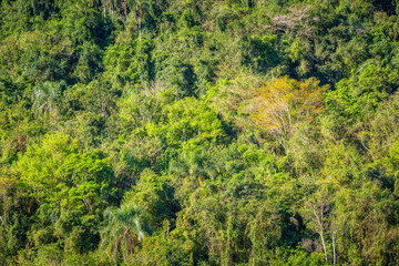 Fototapeta na wymiar Tropical lush rainforest in Iguazu national park, Brazil, South America