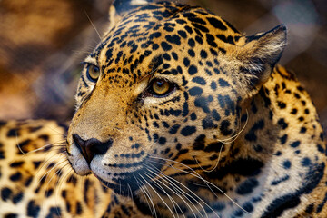 close up of a jaguar
