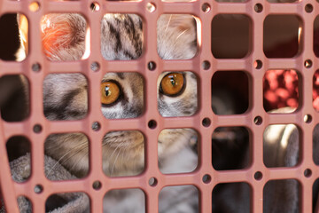 Young gray tabby cat in a pet carrier. Close-up.