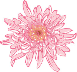 Blooming garden floral hand drawn Illustration elements © NOTTY-STUDIO