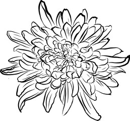 Blooming garden floral hand drawn Illustration elements