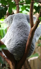 Closeup shot of a cute furry koala laying on tree branches with its back to the camera © Buellom/Wirestock Creators